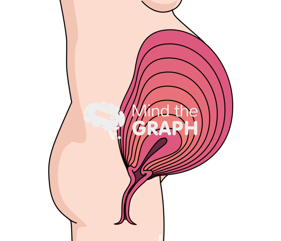 Uterus development pregnant lateral Icons, Symbols, Pictures, and Images