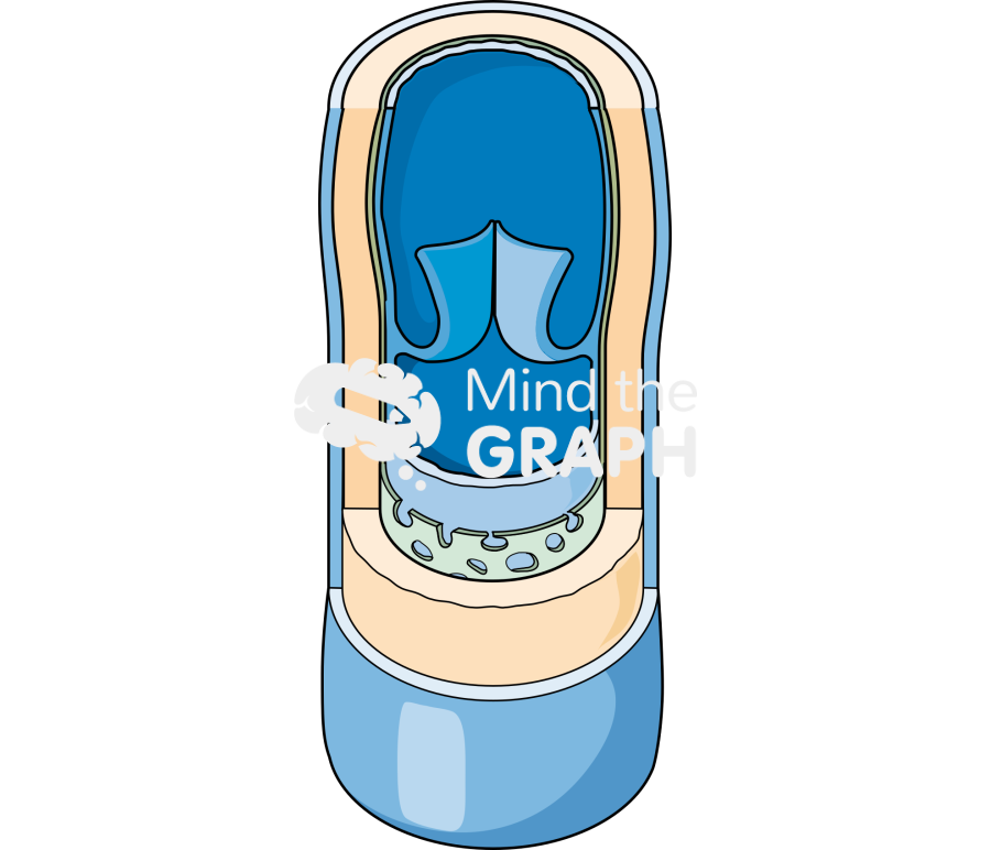 Vein Icons, Symbols, Pictures, and Images