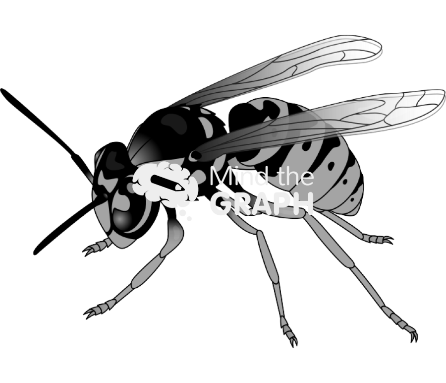 Wasp Icons, Symbols, Pictures, and Images