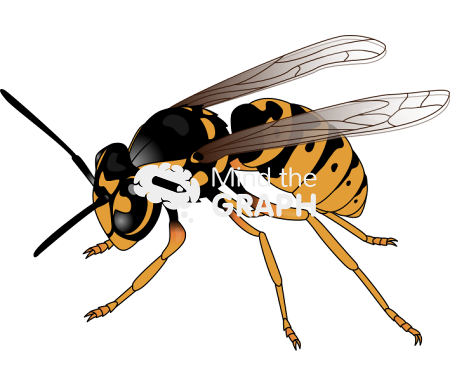 Wasp Icons, Symbols, Pictures, and Images